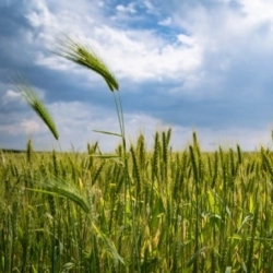 Agriculture - Agroalimentaire